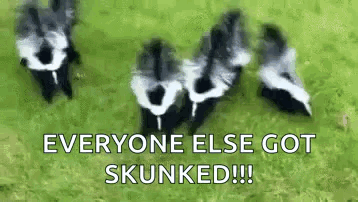 Skunk Cute Animals GIF - Skunk Cute Animals Running GIFs