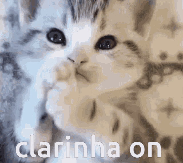 a close up of two kittens with the words clarinha on written in white