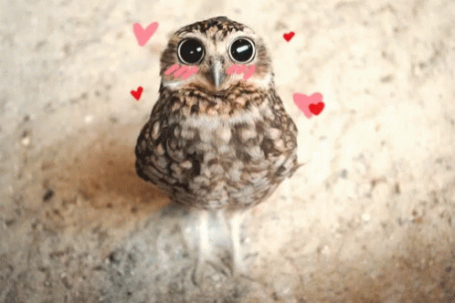 Owl Hearts GIF - Owl Hearts Cute GIFs