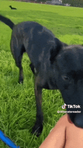 Black Dog Dog Bite GIF - Black Dog Dog Dog Bite GIFs