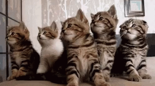 Kittens Cute GIF - Kittens Cute Synced GIFs