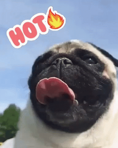Pug Hot GIF - Pug Hot Thats Hot GIFs