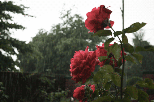 Rose Rainy GIF - Rose Rainy GIFs