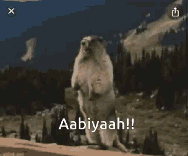 a picture of a ground squirrel with the words aabiyaah on the bottom