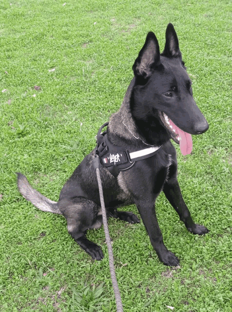 a black dog wearing a harness with a chinese symbol on it is sitting on the grass