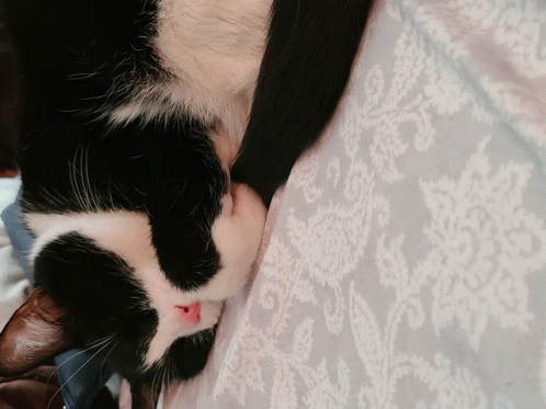 a black and white cat laying on a blanket