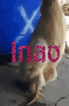 a picture of a chicken with the word imao written on it