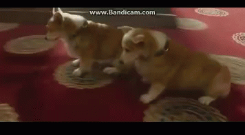 Farting Dogs GIF - Farting Dogs Funny GIFs