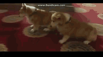 a group of people riding horses in a room with a squirrel on the floor .