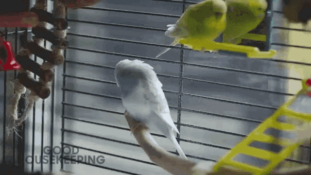 two birds in a cage with the words good cagekeeping written on the bottom