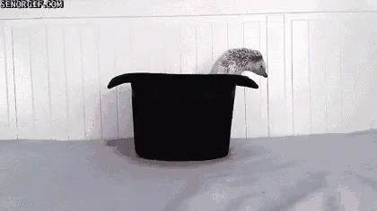 Trapped Trapped GIF - Hedgehog Trapped Fail GIFs