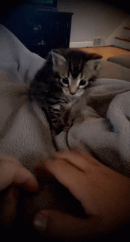 Kitten Cute GIF - Kitten Cute Love GIFs