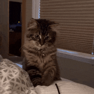a cat with a bell around its neck is sitting on a bed in front of a window