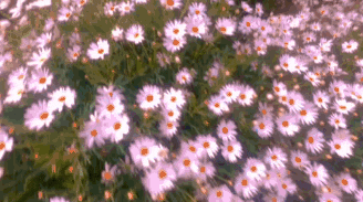 a field of purple and white daisies with orange centers