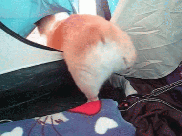 Hold On I Got This GIF - Dogs Corgis Butts GIFs