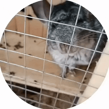 a chinchilla is sitting in a cage with a wire fence .