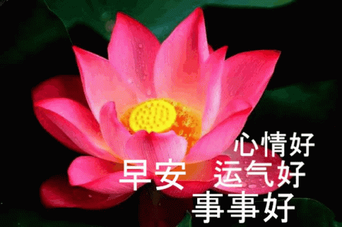Good Morning Chun Mei GIF - Good Morning Chun Mei Flower GIFs