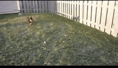 Funny Dogs GIF - Funny Dogs GIFs