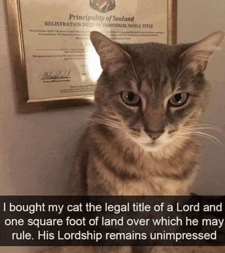 a cat is standing in front of a certificate that says principality of sealand