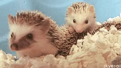 Baby Hedgehog GIF - Baby Hedgehog Yawning GIFs