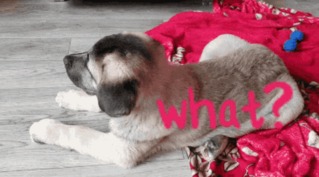 a dog is laying on a red blanket with the words what written on it