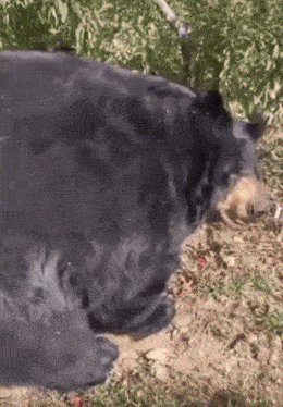 a large black bear laying on the ground with a tree in the background