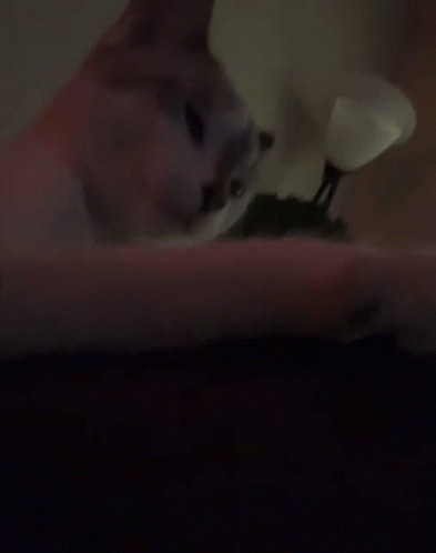 Sucktea Cat GIF - Sucktea Cat Cat Yawn GIFs
