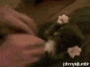 Cat Tickle GIF - Cat Tickle Beam GIFs