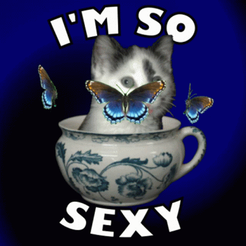 Im So Sexy Sexy Kitten GIF - Im So Sexy Sexy Kitten Cute Kitten GIFs