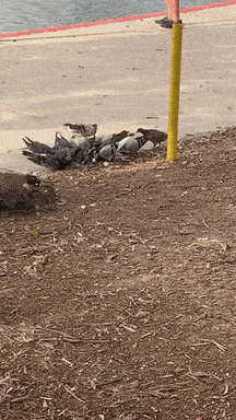 Feral Pigeons Feeding Frezzy GIF - Feral Pigeons Feeding Frezzy Eating Seeds GIFs