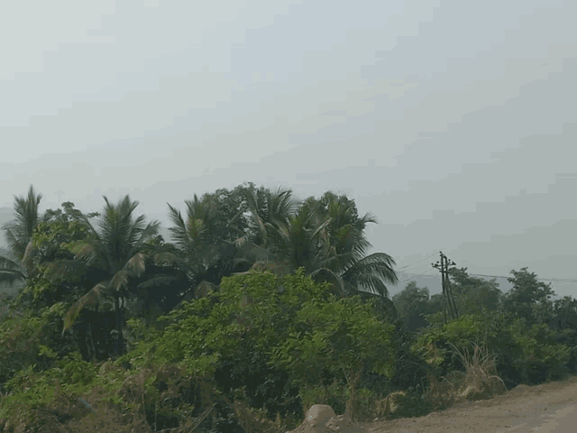 a dirt road surrounded by palm trees and telephone poles