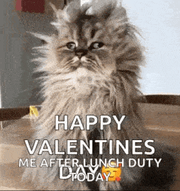 a fluffy cat is sitting on a wooden table with a happy valentine 's day message .