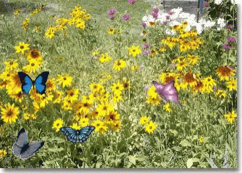 Butterflies Flowers GIF - Butterflies Flowers GIFs