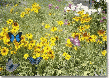 a field of yellow flowers with butterflies flying around