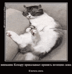 a cat is laying on its back on a couch with the caption komarueveryday