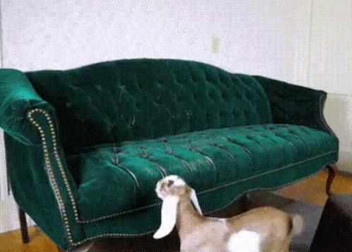 Goat Versus Furniture GIF - Goat Furniture Versus GIFs