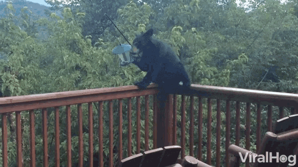 a bear is standing on a balcony with a bird feeder in its mouth and the words viralhog on the bottom right