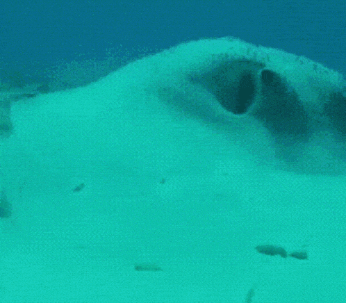 a turtle is swimming in the water and looking at something