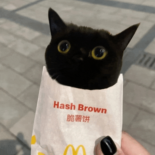 a black cat is in a mcdonald 's bag that says hash brown