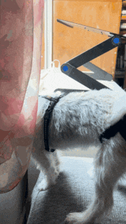a dog wearing a harness is standing in front of a window