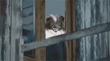a small dog is sticking its head out of a wooden door .