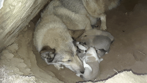 a group of puppies are nursing from their mother 's breast