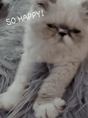 So Happy Kitten GIF - So Happy Kitten Cute GIFs