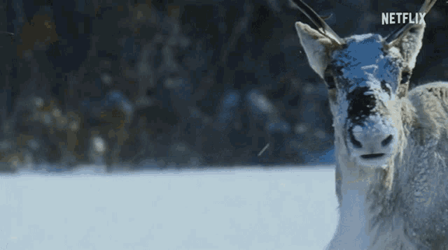Antelope Winter GIF - Antelope Winter Snow GIFs