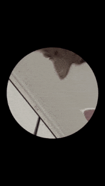 a close up of a cat looking through a magnifying glass