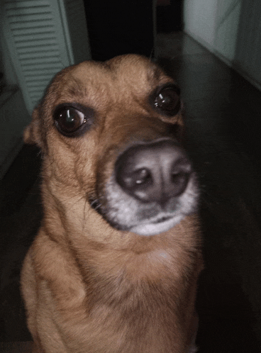 a close up of a brown dog 's face looking up