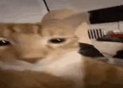 a close up of a cat 's face looking at the camera in a living room .