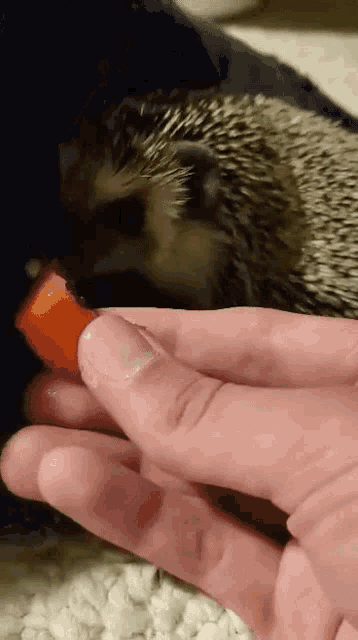 a person is feeding a hedgehog a slice of watermelon