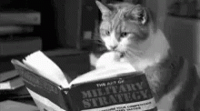 Cats Funny GIF - Cats Funny Reading GIFs