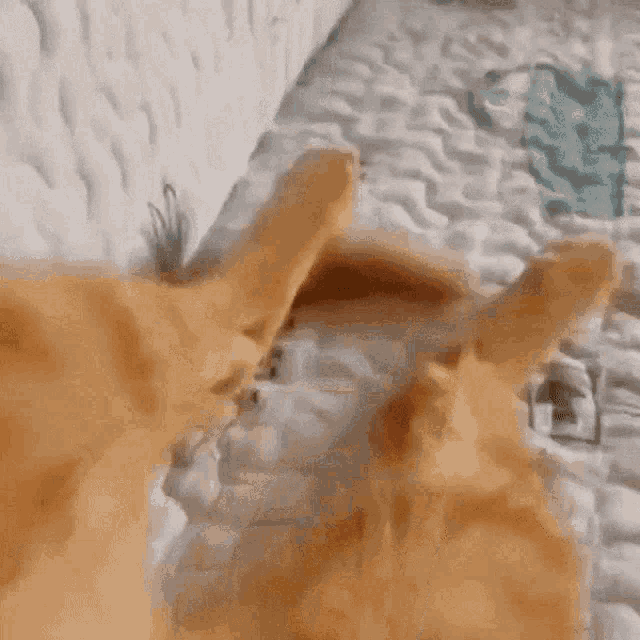 Cat Toes GIF - Cat Toes Stretch GIFs